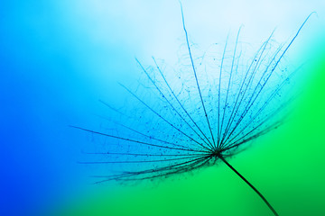 Fototapeta na wymiar close up of dandelion on the blue background