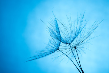 close up of dandelion on the blue background