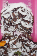 Frozen leaves on a slide