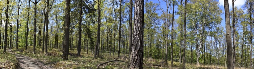 Obraz premium forest