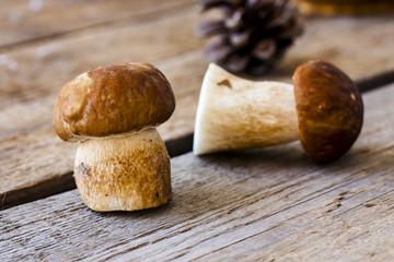 group of porcini mushrooms