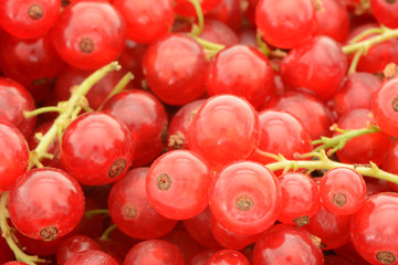 viele Johannisbeeren