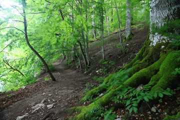 forest landscape in summer europe pine