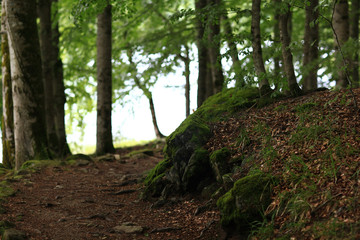 forest landscape in summer europe pine