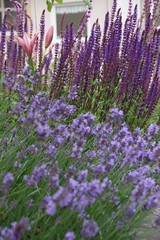 Naklejka premium Kräutergarten mit Salbei und Lavendel - lila blühend