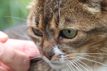 Tiger-Katze im Grünen