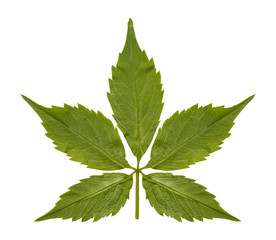 Five Petal Green Leaf