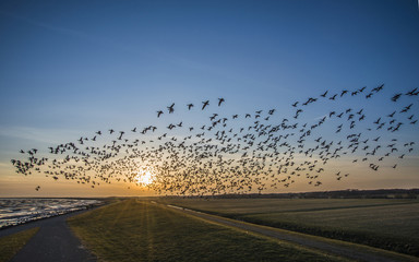 Flying goose, Terschelling The Netherlands