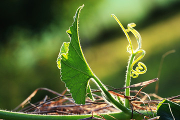 landscape macro green summer