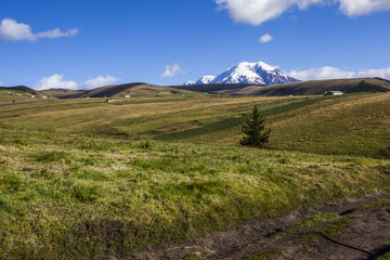 Pastures for wild cattle in Chimborazo