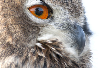 Fototapeta premium beautiful Eurasian eagle-owl