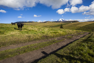 Pastures for wild cattle in Chimborazo