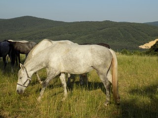 Horse grazing