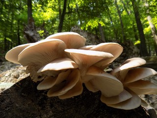 Oyster mushroom