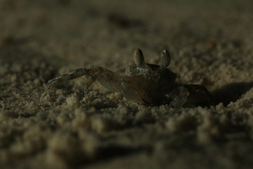 crab on sand beach coast
