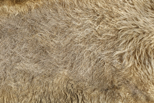 Texture of dirty fur bison