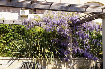 plantes dans les jardins du Palais Saint-Antoine 