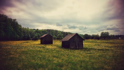 Wiese am Waldesrand