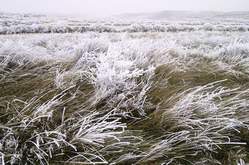 Frosty landscape