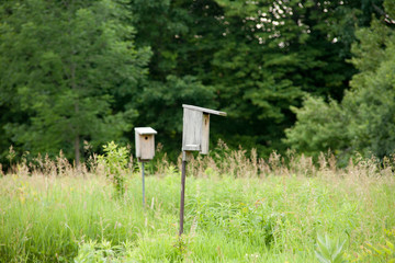 Bird houses in tall grass
