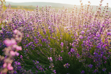 Fototapeta premium Beautiful lavender field