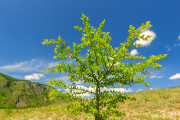 Small larch in highland meadow in Altai mountains in summer