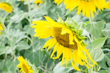 Photo sur Plexiglas Tournesol sunflower is face.