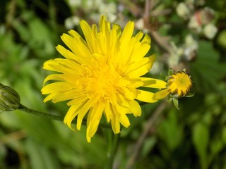 Dandelion