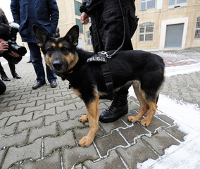 pies policyjny © polsen