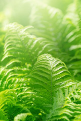 Fresh green fern or Pteridophyta, shallow depth of field