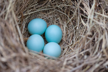 Bluebird Eggs