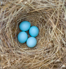 Naklejka na ściany i meble Bluebird Nest with Eggs