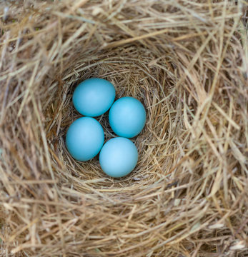 Bluebird Nest With Eggs