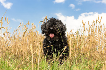 PULI - hungarian herding dog in yellow wheat