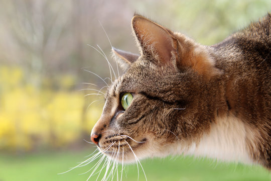 Katze auf der Jagd