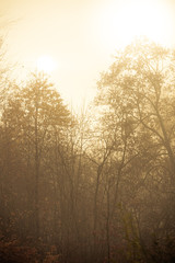 Fototapeta na wymiar Trees in autumn park foggy day
