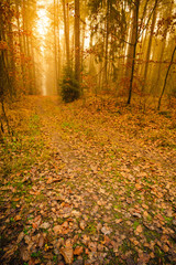 Obraz premium Pathway through the misty autumn forest