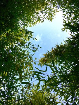 Looking Up The Sky Through Bamboo Trees