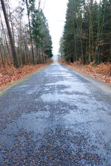 country road in the forest on misty day