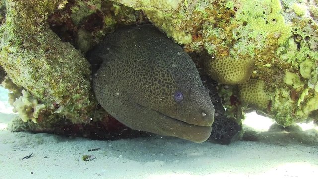 Murena on Coral Reef, underwater scene
