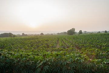 cassava  field