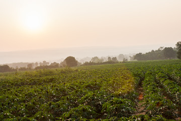 Naklejka premium cassava field