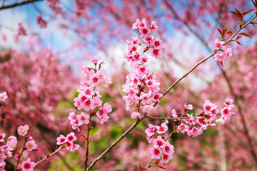 Japanese cherry blossom in spring