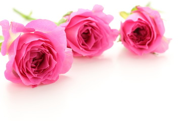 薔薇　カンタービレ