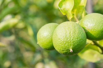 Green lime hanging on the tree in garden.