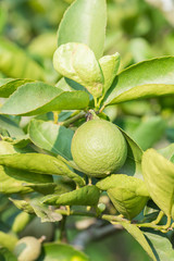 Green lime hanging on the tree in garden.