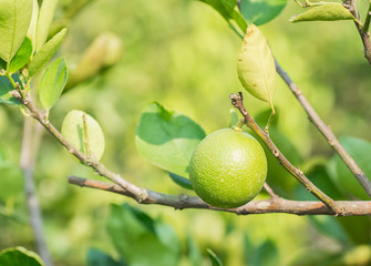 Green lime hanging on the tree in garden.