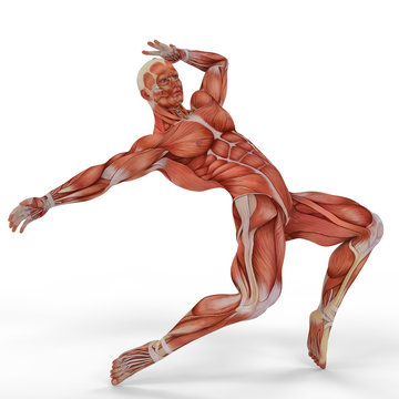 muscle medical man ballet dance