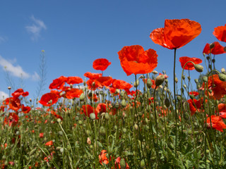 blooming red poppy in a wheat field - Papaver rhoeas
