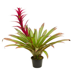 bromeliad isolated on white background